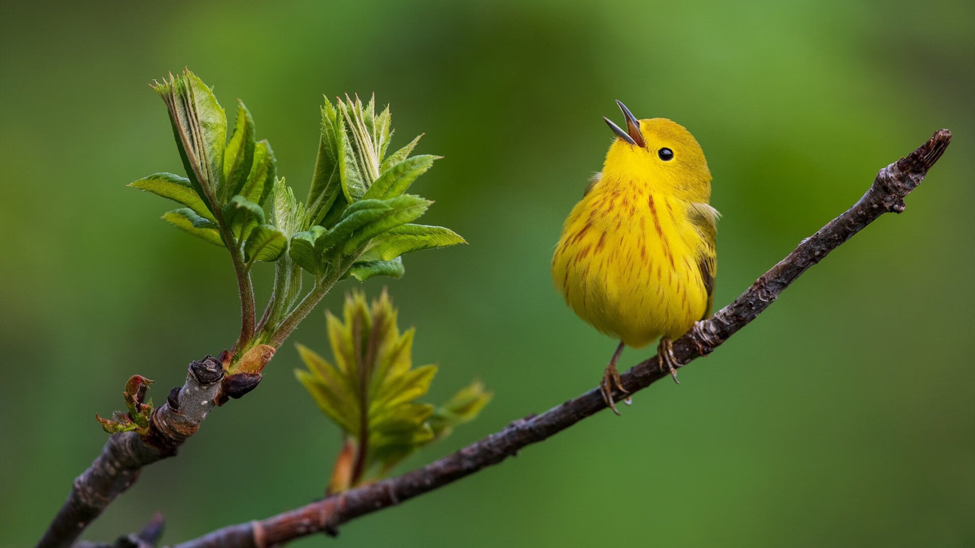 WRC趣味花絮:比赛中的搞笑与感人瞬间,wrc精彩集锦