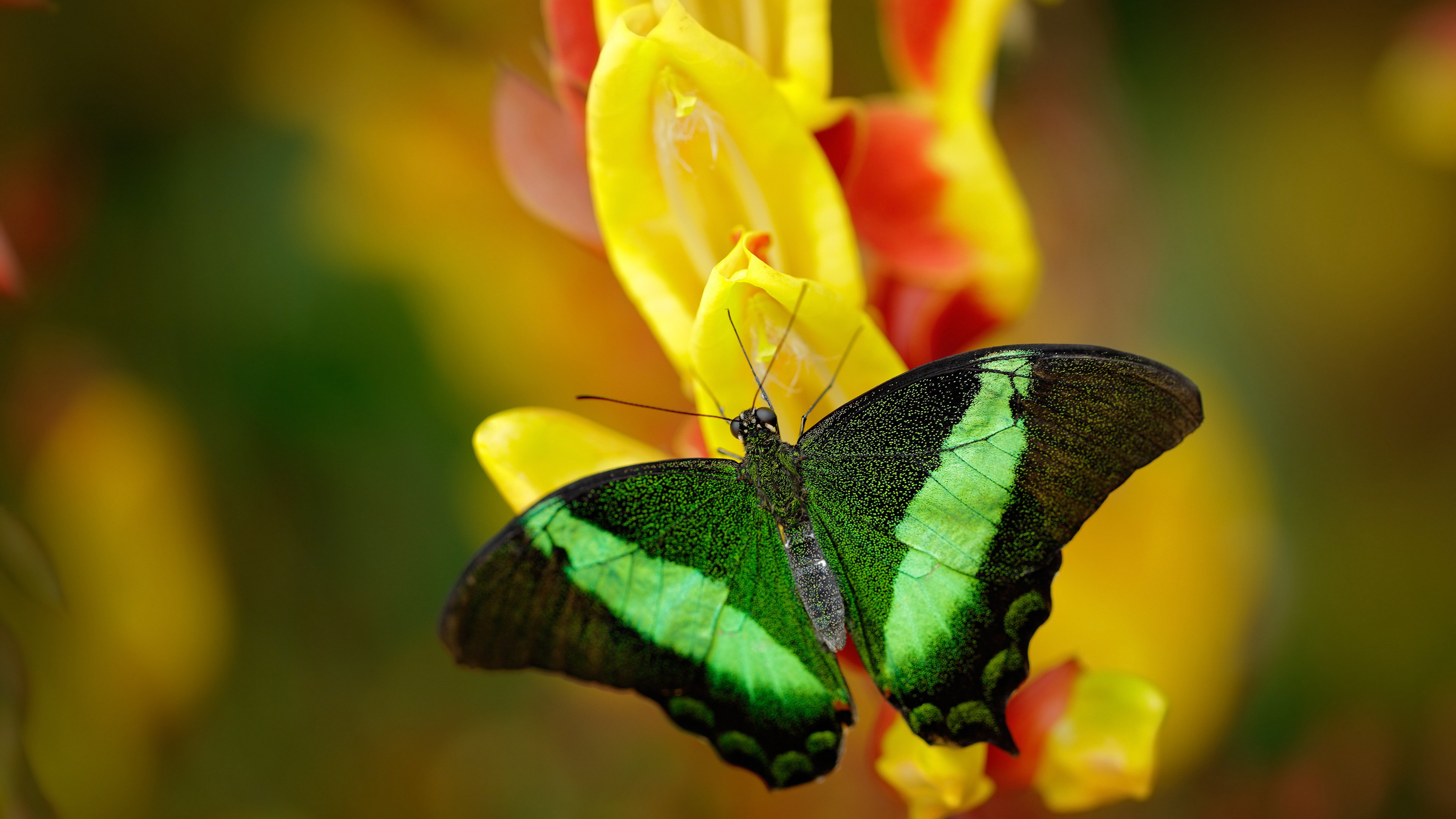 开云kaiyun-红牛战术调度成功背后隐藏的秘密，红牛特技