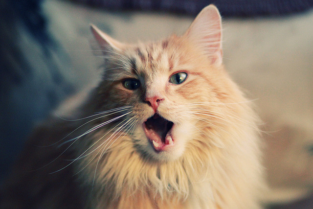 世界杯资格赛引发全球关注，世界杯参赛资格