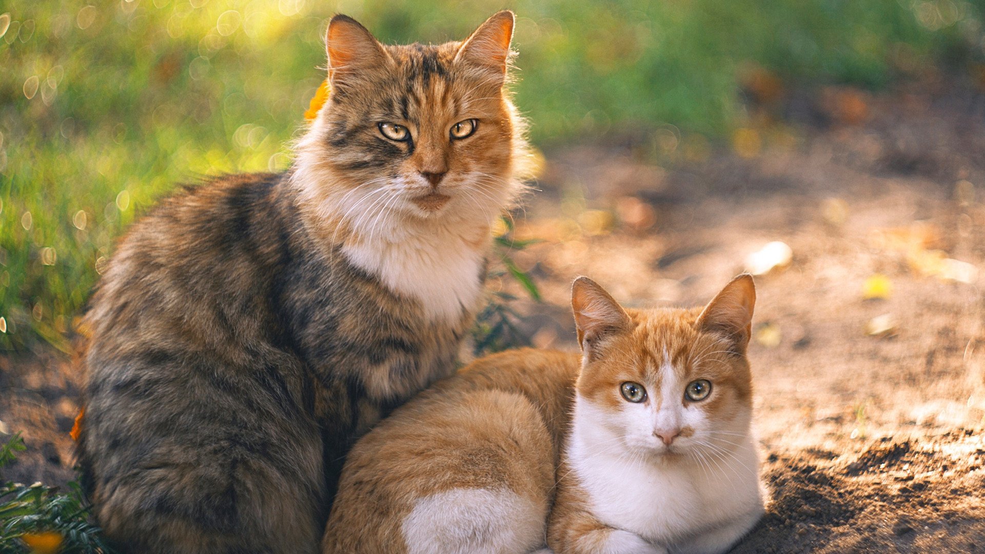 开云官方网站-亚特兰大遭遇失利，战绩略显失落，亚特兰大怎么突然厉害了