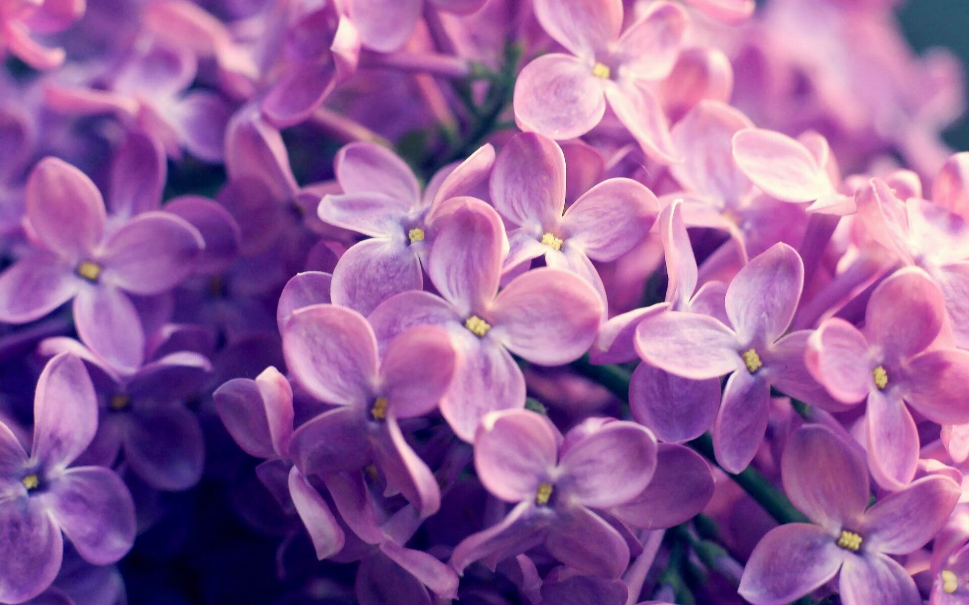 南安普顿客场告捷谢菲联,保持连胜,南安普顿 足球队