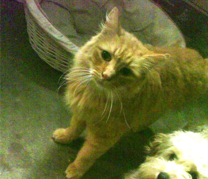 奥斯汀马刺新秀突破表现亮眼,马刺签下奥卡福