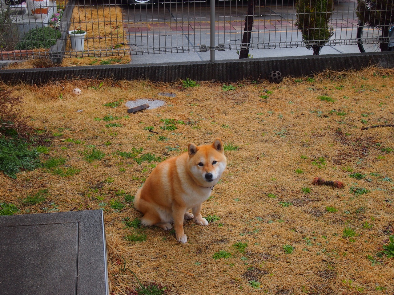 女子排球世界杯中国队小组出线，女排世界杯中国阵容