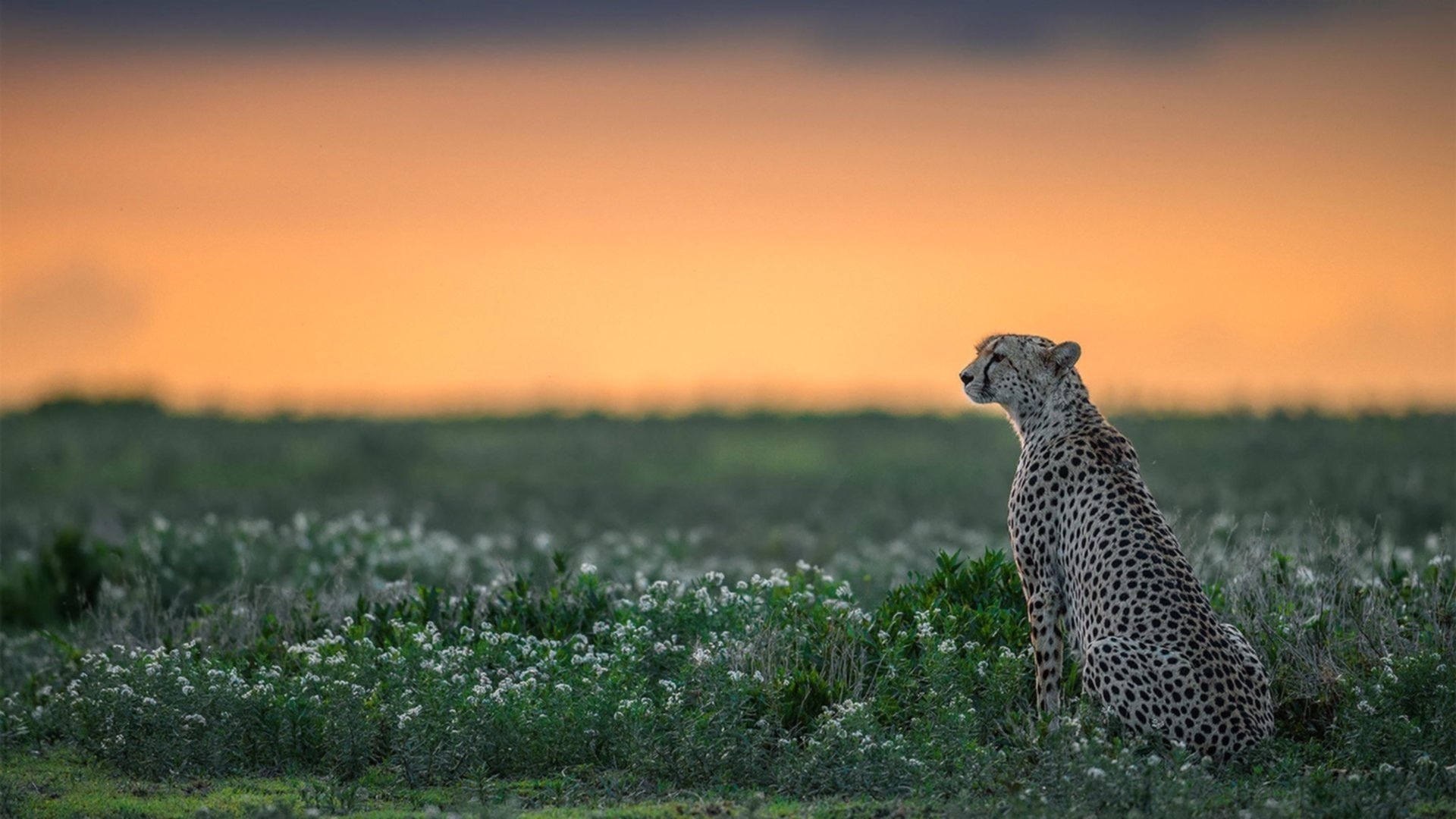 捷克主力中场状态回勇 欧预赛反弹引关注,捷克队中场