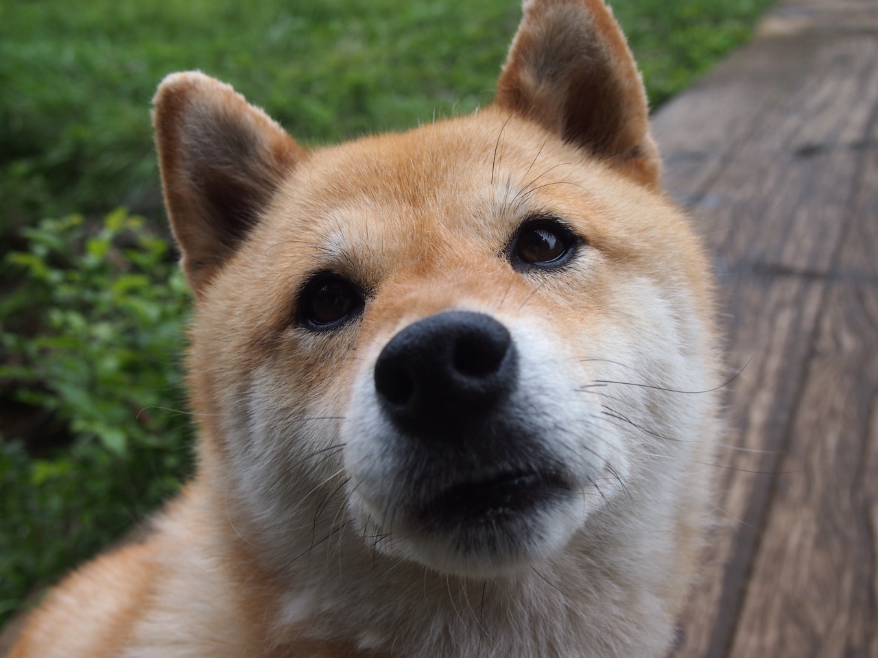 步行者队主力球员复出，球队战力大增，步行者球员最新名单