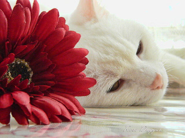 皇马全力奋战,成功晋级欧冠四强,皇马称霸欧冠