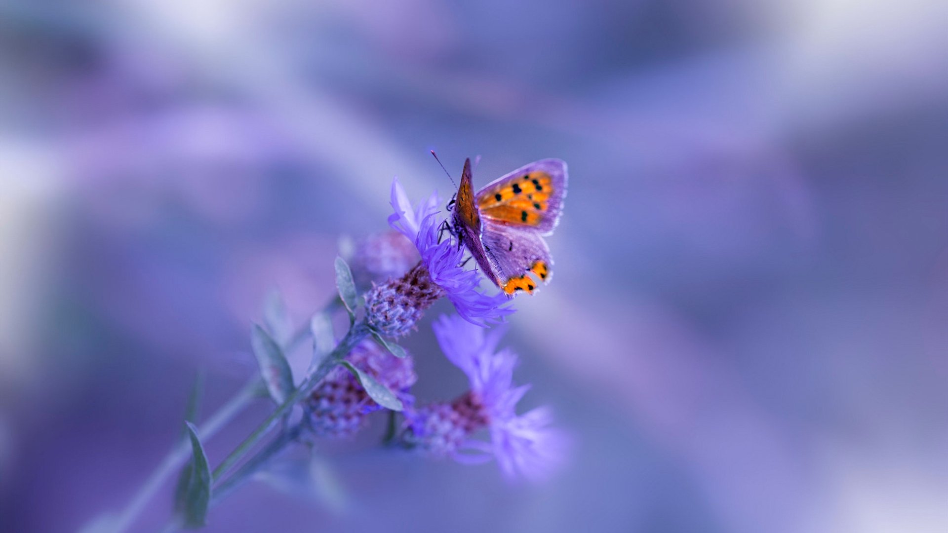 开云·体育官网-“2025世界运动会滑轮赛：新生选手能否逆袭？”