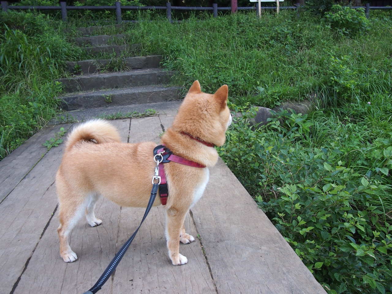 开云网页版登录入口-东亚杯中国足球惨败 战术安排值得反思，东亚杯中国夺冠