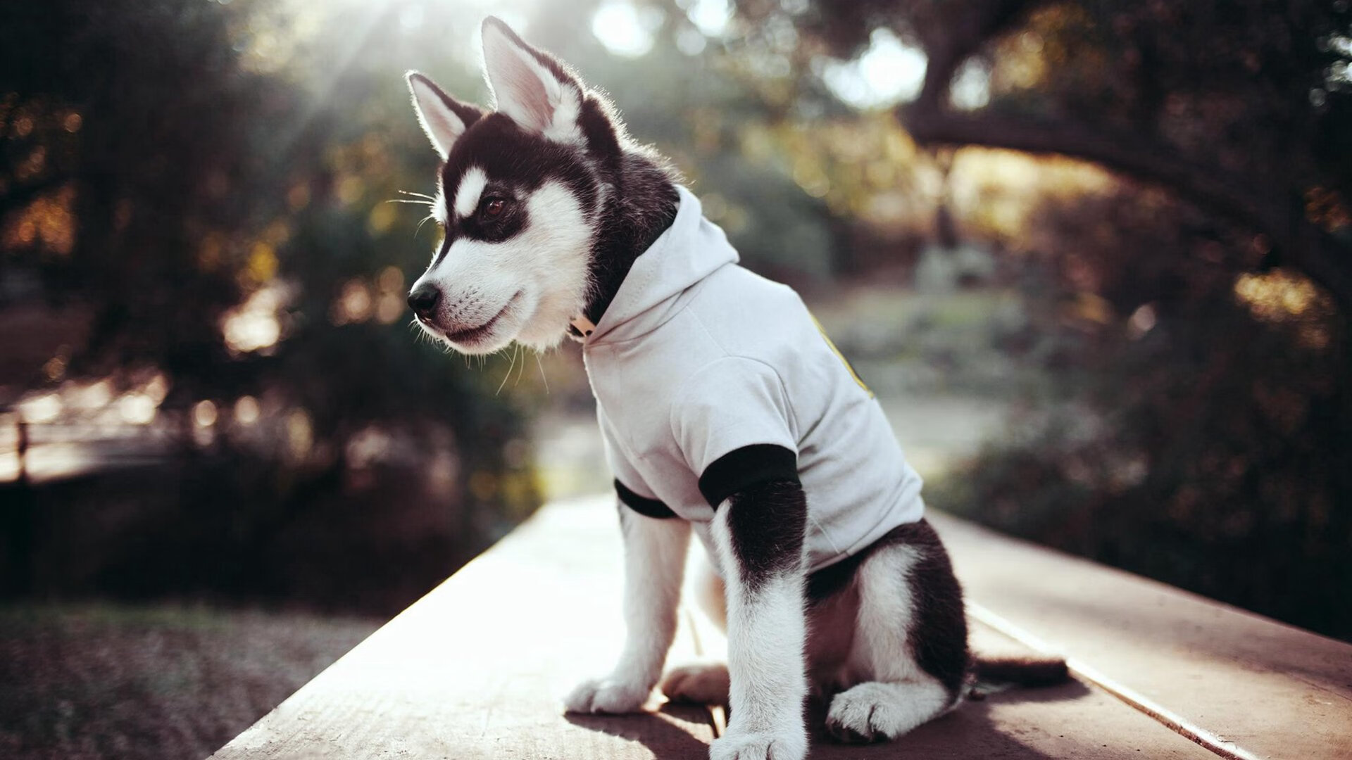 kaiyun网站-俱乐部未建立球员退出职业通道机制，俱乐部球员跳槽