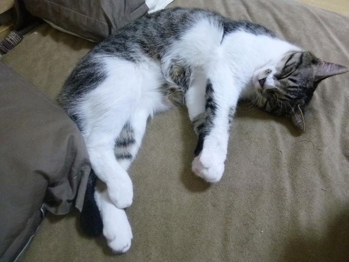 全运会场馆首次引入智能导航机器人，全运会场馆视频