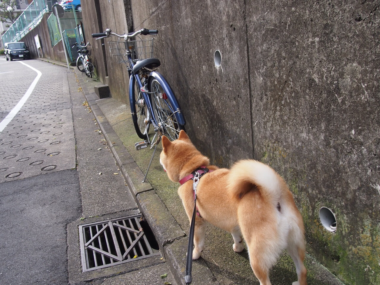 女子橄榄球有望引领英式运动潮流，女子橄榄球曝光