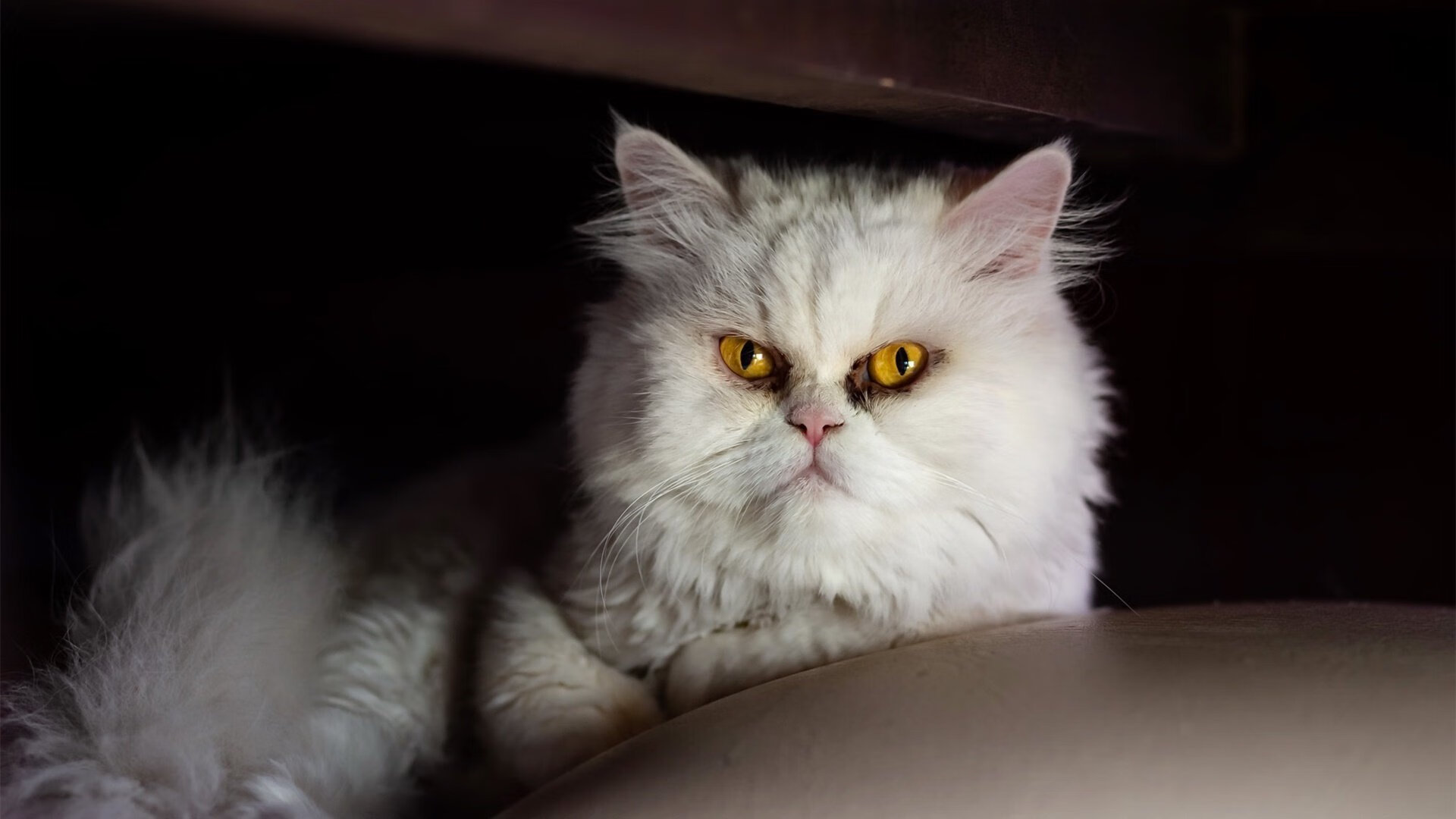 欧洲杯变阵奇招:战术奇兵引领潮流!,欧洲杯战记