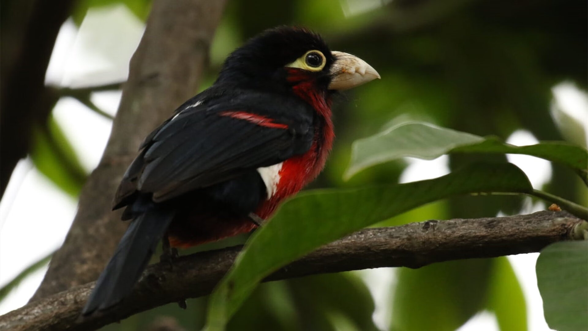 梅西带队冲刺,阿根廷逐步逼近世界杯