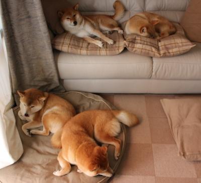 美洲杯明星闪耀:斗志激昂,精彩不断!,美洲杯原名