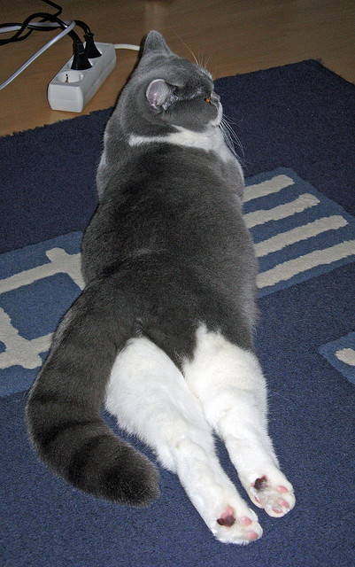 英超最后冲刺:悬念拉满,激情无限!,英超最后几名降级